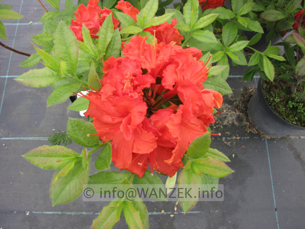 Azalea Knaphill Gibraltar.JPG